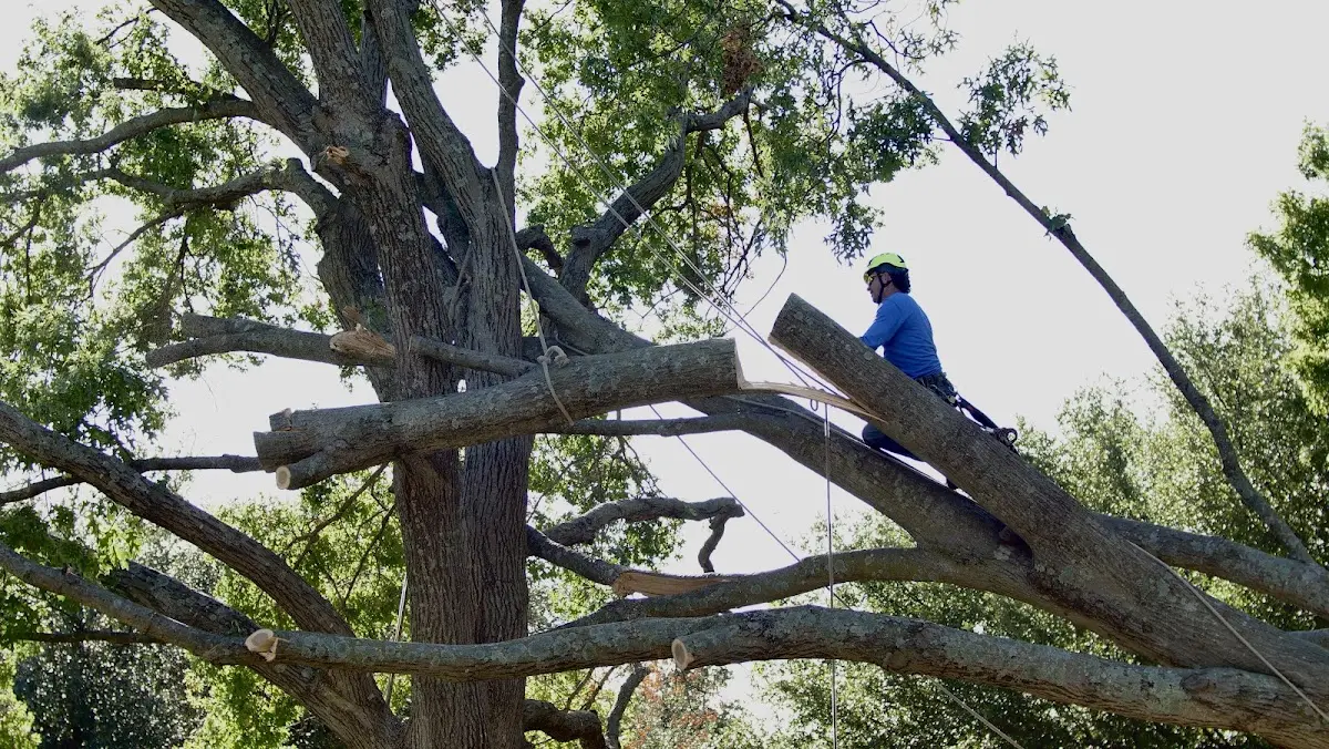 Professional Crown Thinning performed by certified arborists in Burrows